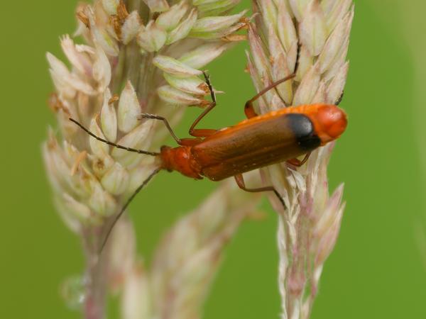 <h3><a href="/trips/braakman/biota/animalia/arthropoda/insecta/coleoptera/cantharidae/rhagonycha fulva/rhagonycha fulva-nl.html">Rhagonycha&nbsp;fulva</a> / Common&nbsp;red&nbsp;soldier&nbsp;beetle / Gele&nbsp;weekkever</h3>OM-1 Mark II met OLYMPUS M.150-400mm F4.5 TC, 1/2000 sec  bij F5.6, ISO 1250, afstand 1.645&nbsp;m